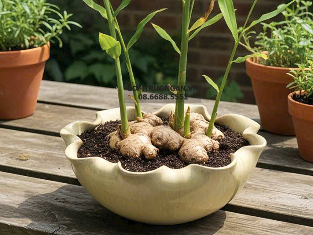 Bát thả hoa thần tài đường kính 24cm men hỏa biến cẩm thạch kèm chân đế(không bao gồm sen sứ) 5